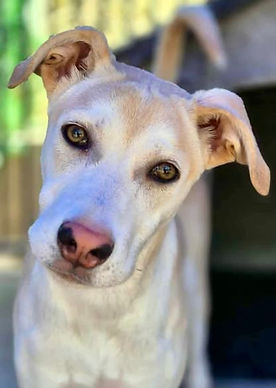Dogs & Puppies for Adoption in the UK & Spain | AA Dog Rescue