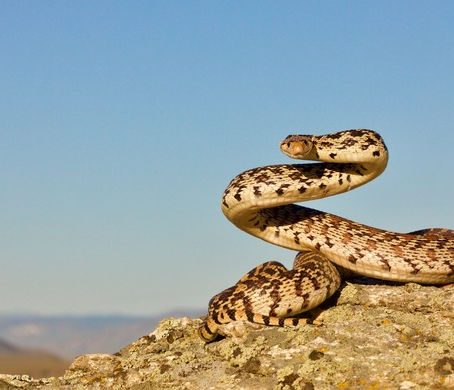 The Snake's Last Gasp