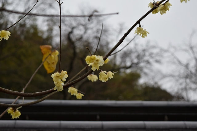 東慶寺花だより