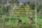SFA farmer members implementing an agroecology system combining trees with annual crops.
