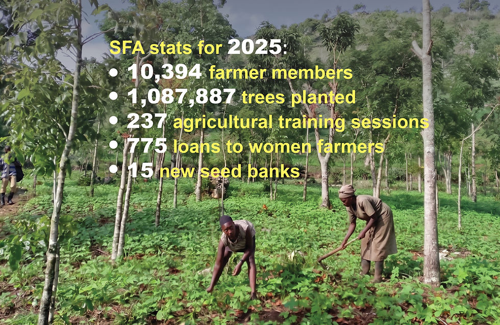 In Haiti, a Million Trees Tell a Different Story