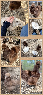 chocolate silkie roo.JPG