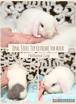 bo 9 weeks.JPG