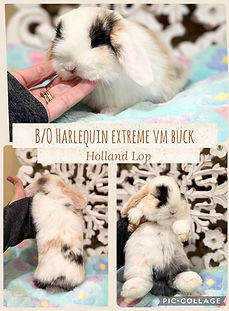 4 weeks buck Dapple.JPG