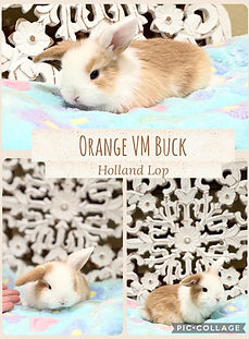 4 week buck dreamsicle.JPG