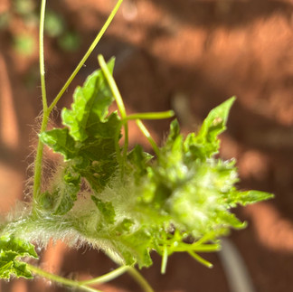 Makataan Plant