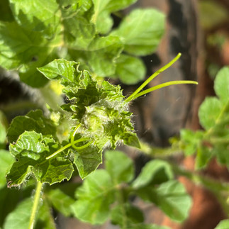 Makataan Plant