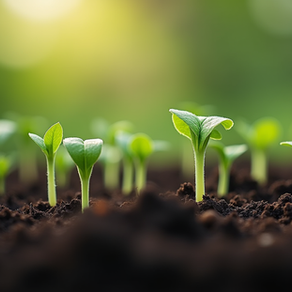 The Ultimate Guide to Growing Your Own Makataan from Homegrown Seeds