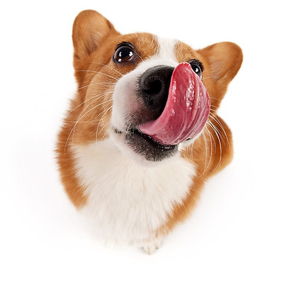 Dogs and Pets