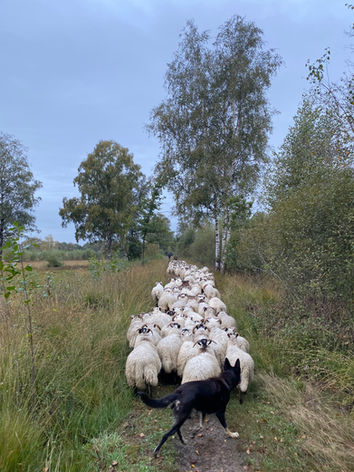 schaap2.jpeg
