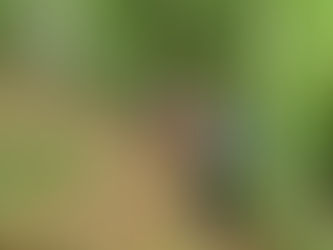 רומניה טרק בהרי הקרפטים יוני 2022