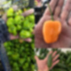 Peppers For All Wix Format .jpg