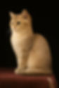 cattery in australia.jpg