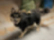 Tactical Norah Dog