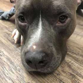 A gray and white pit bull