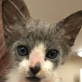 A gray and white kitten