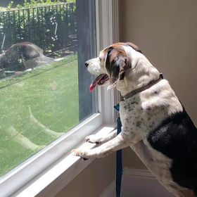 A mixed dog looking out the window.