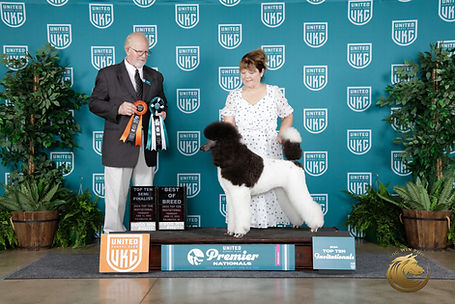Poodle_Multi_Standard_#808_Thurs_BOB_Semi_Final_Judge_Fred_Hyer-_WP_6451_UKC_Premier_2025-