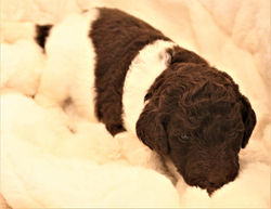 Willow