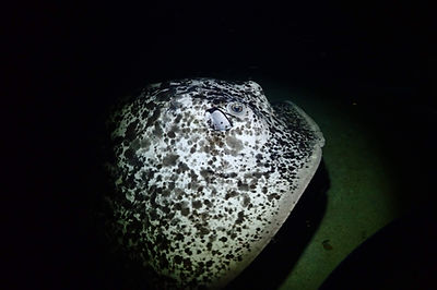 ナイトダイビング