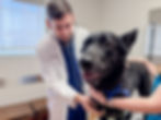 Veterinarian at Braescroft Aniaml Clinic examining a black dog in Houston, TX.