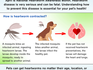The life cycle of heartworms