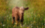 Kalb auf Wiese