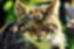 Wildcat.jpg