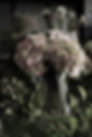 1FC276A4-6187-49DF-9A0B-2BC4C3B9C2F4.jpeg