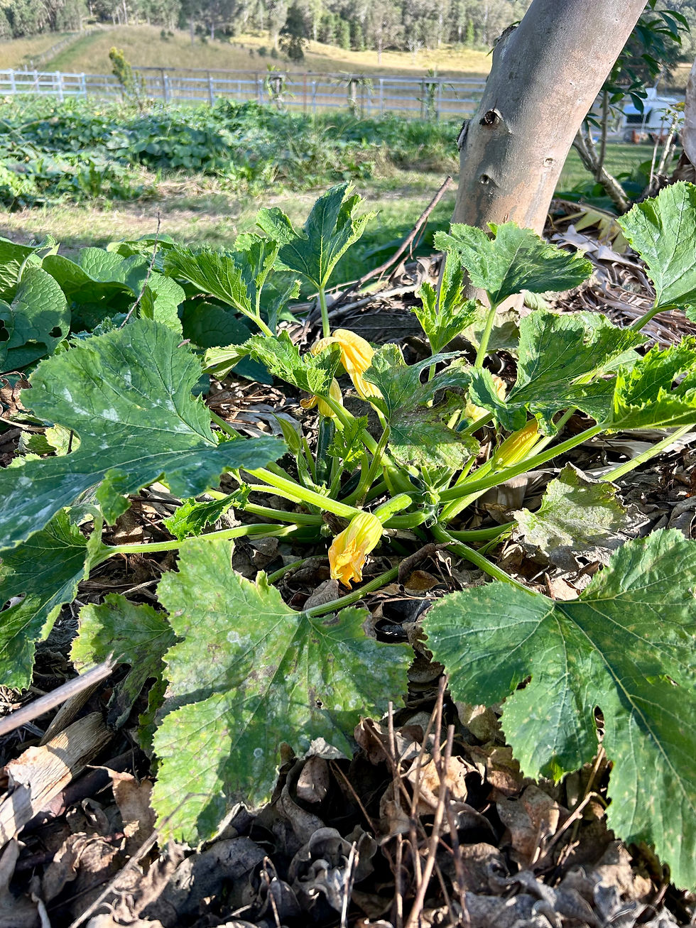 Young zucchini plant growing beside a Eucalyptus grandis companion tree in the syntropic food garden at Seven Hills Estate, Conondale, Queensland.