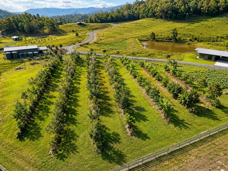 How Companion Trees Create Better Growing Conditions in a Food Garden