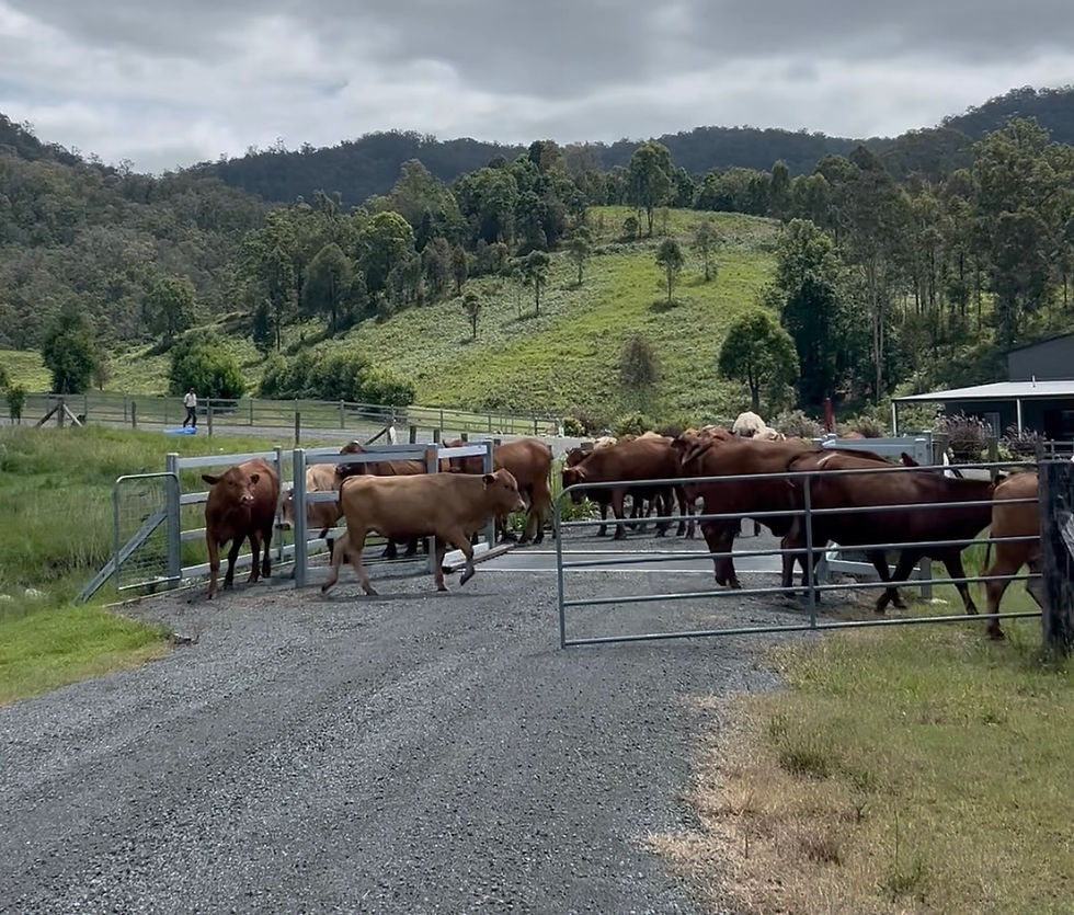 Cattle moving to a fresh paddock.