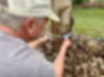 James Burnett measuring the trunk circumference of a young Eucalyptus grandis in the syntropic food garden at Seven Hills Estate, Conondale, Queensland.