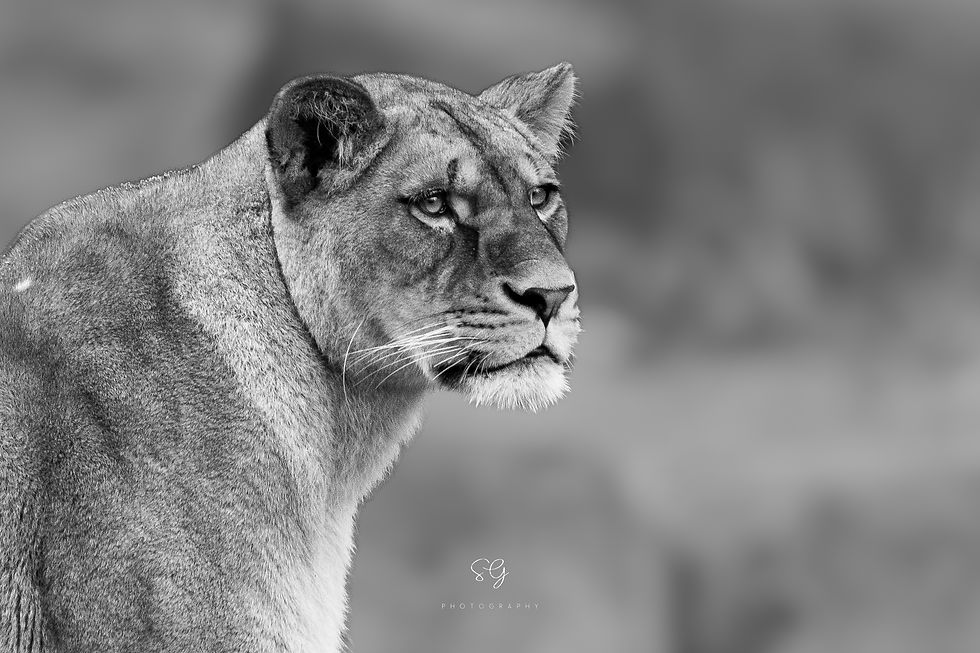 The Queen's portrait