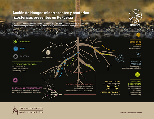 TDM_MICORRIZAS_OK (infografía ReFuerza)