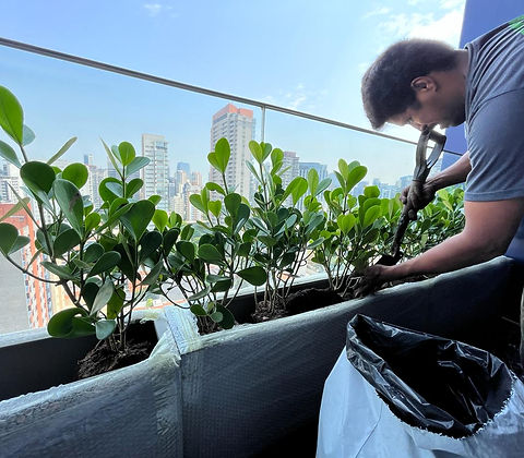 Implantação de jardins