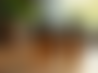 Essential Oils 101: Elevate Your Wellness Routine