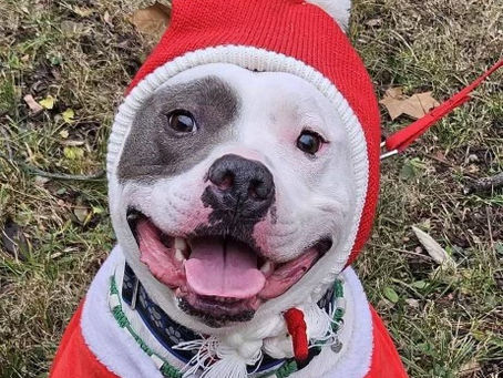 Dispelling Myths: Why Bully Breeds Are Not Dangerous by Nature