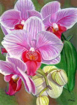Orchids