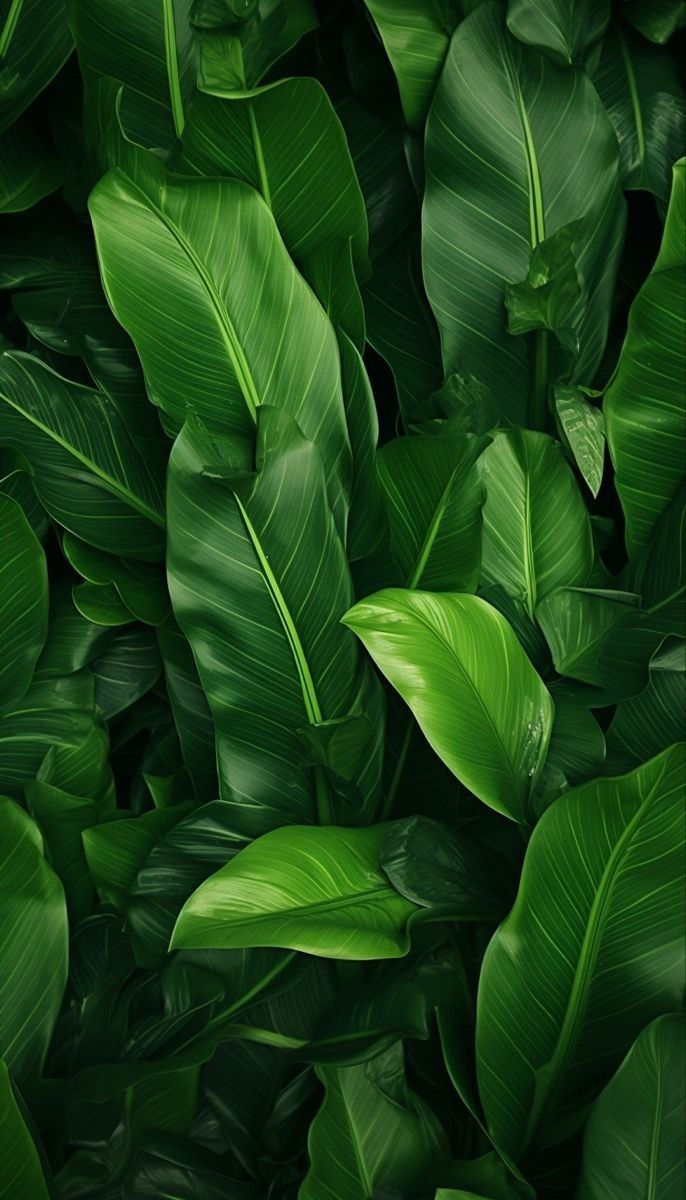 Wallpaper.jpg