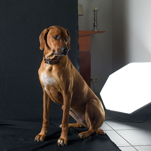hond vierkant-6.jpg