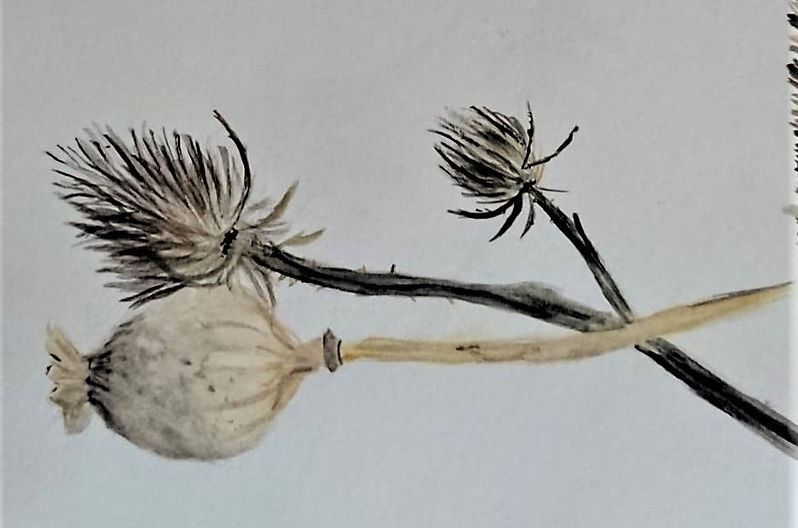 Poppyhead above teasel below.jpg