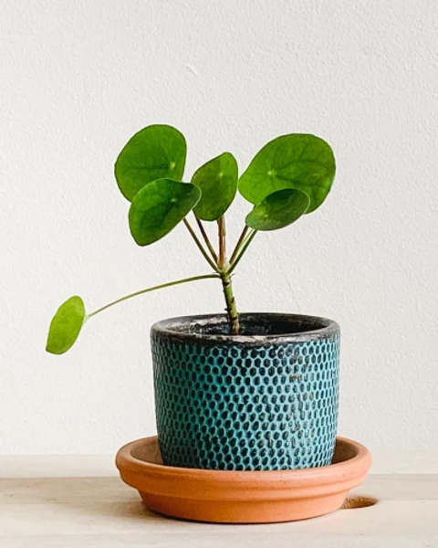 Chinese Money Plant (Rare Plants) | Node
