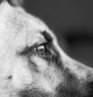Dog Profile_edited.jpg