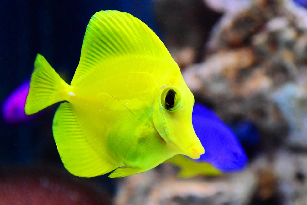 Yellow Tang in a school of fish.