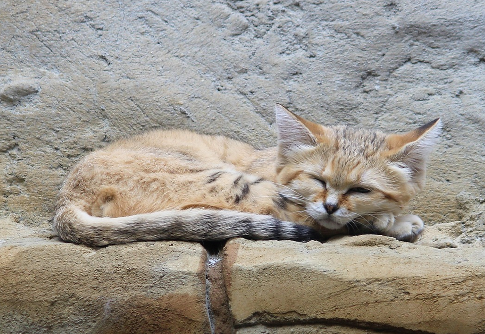 Sand Cat napping on a large rock.