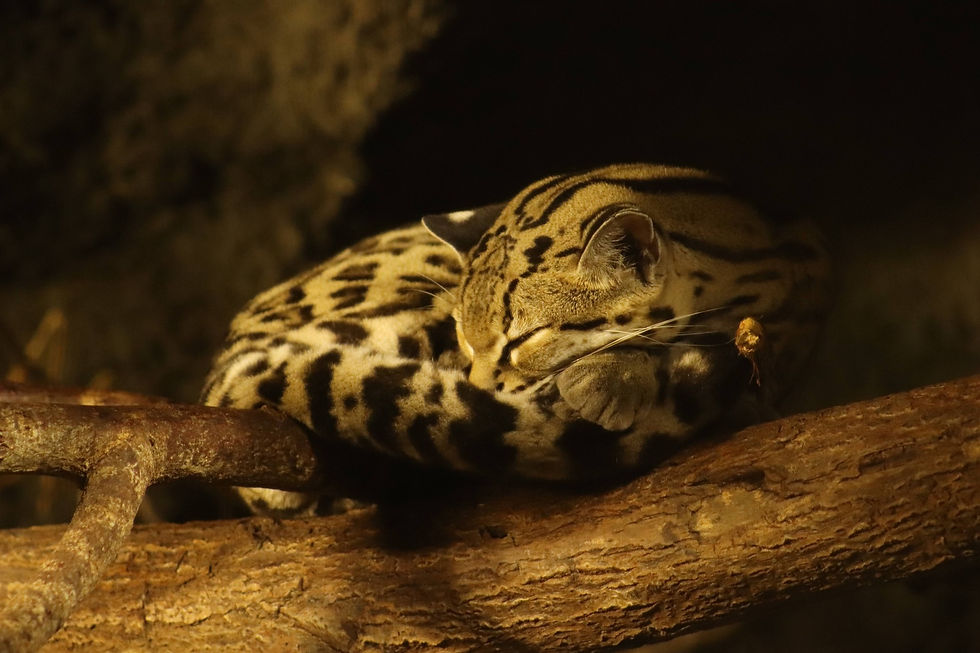 Margay resting in a tree.