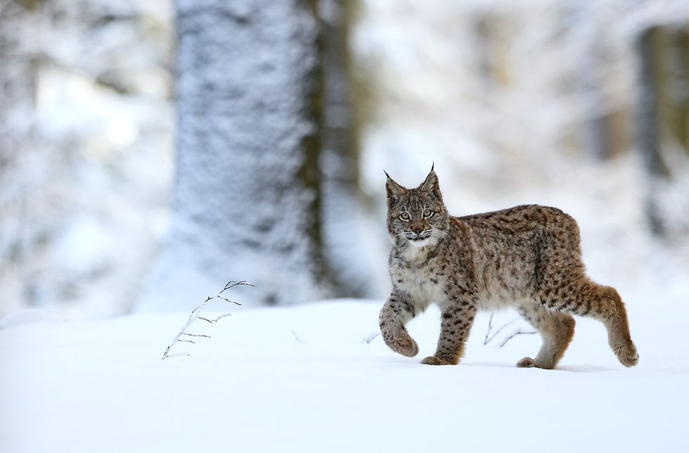 Lynx walking in the snow.