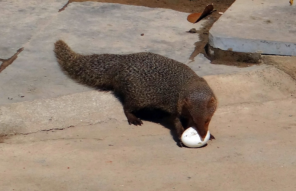 Indian Mongoose playing with a ball.