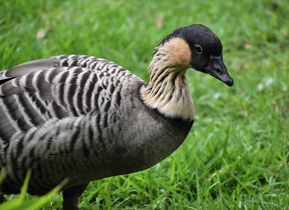 Hawaiian Goose standing in green grass.